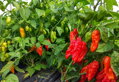 Bhut Yolokia Red Samen